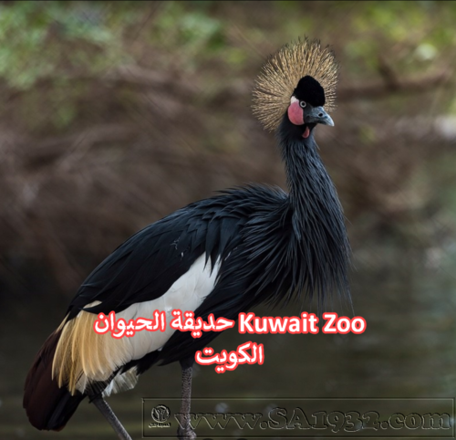 ​حديقة الحيوان Kuwait Zoo