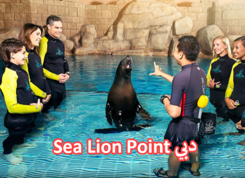 Sea Lion Point دبي