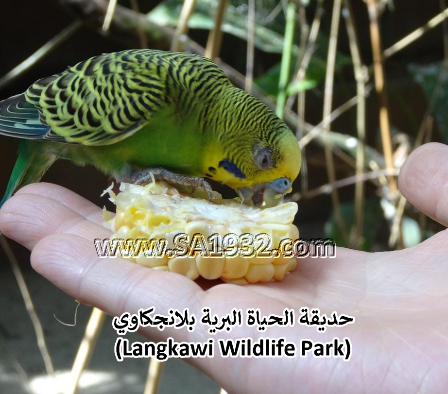 حديقة الحياة البرية بلانجكاوي (Langkawi Wildlife Park)