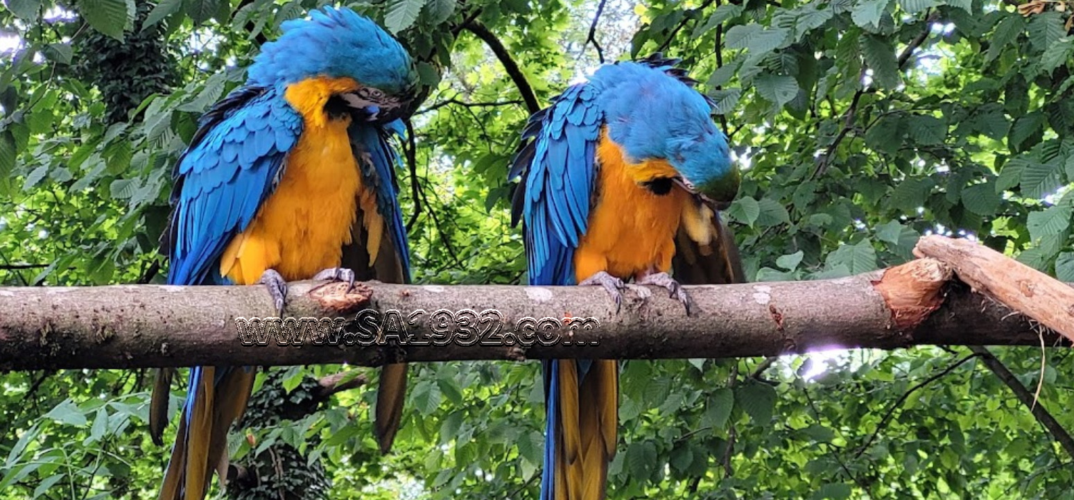 حديقة حيوانات ويلس Welser Tiergarten