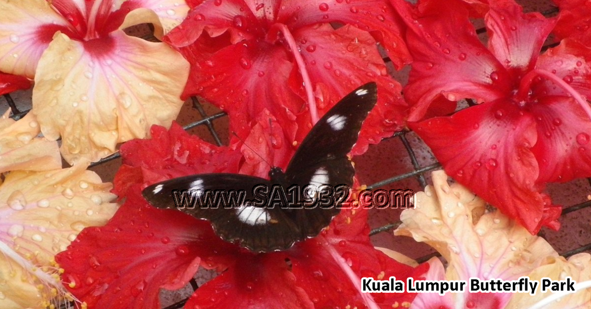 Kuala Lumpur Butterfly Park Taman Rama-Rama Kuala Lumpur