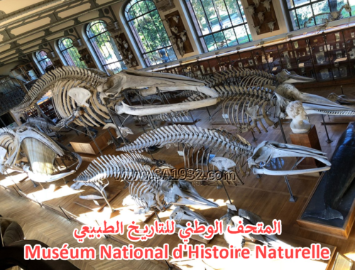 المتحف الوطني للتاريخ الطبيعي Muséum National d'Histoire Naturelle