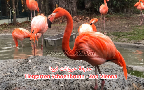 Tiergarten Schoenbrunn - Zoo Vienna