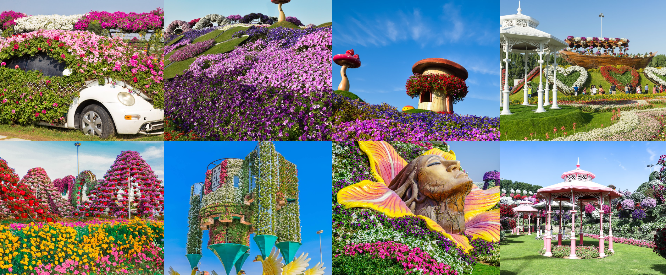 حديقة الزهور دبي Dubai Miracle Garden وجهة ترفية جديدة تعرف عليه أهم المعلومات أفضل وقت للزيارة ، الموقع المطاعم ، الفنادق و الشقق القريبة