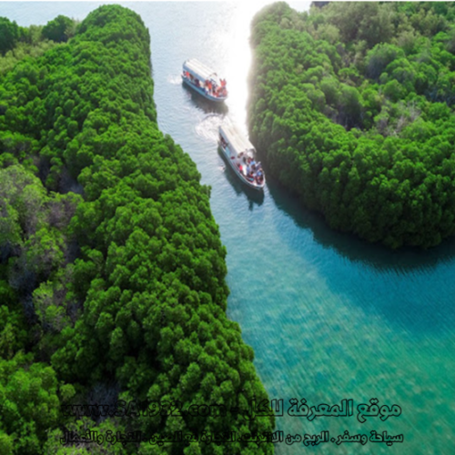 Qandal Forest غابة القندل جيزان