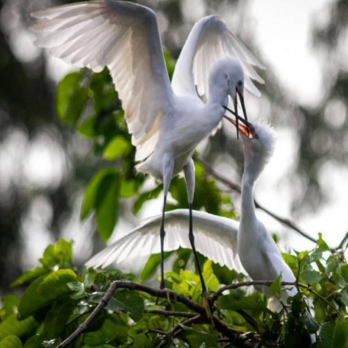 Bang Lang Stork Sanctuary Vườn Cò Bằng Lăng