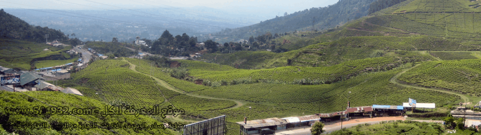 بونشاك Puncak إندونيسيا